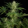 заказ семян конопли Auto Critical Jack feminised Dinafem Seeds заказ семян конопли Auto Critical Jack feminised Dinafem Seeds