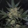 семена конопли f1 в оригинальной упаковке Auto Girl Scout Cookies feminised Fast Buds