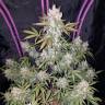 семена конопли феминизированные Auto Girl Scout Cookies feminised Fast Buds