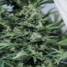 семена конопли марихуаны Sour Diesel #2 feminised Humboldt Seeds семена конопли марихуаны Sour Diesel #2 feminised Humboldt Seeds