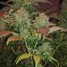 семена конопли в интернете Sour Diesel #2 feminised Humboldt Seeds семена конопли в интернете Sour Diesel #2 feminised Humboldt Seeds