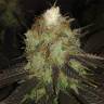 семена конопли для выращивания Sour Diesel #2 feminised Humboldt Seeds семена конопли для выращивания Sour Diesel #2 feminised Humboldt Seeds