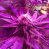 семена конопли f1 в оригинальной упаковке Super OG Kush feminised Pyramid Seeds семена конопли f1 в оригинальной упаковке Super OG Kush feminised Pyramid Seeds