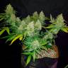 Недорогие семена конопли Auto Sweet Trainwreck feminised Ganja Seeds Недорогие семена конопли Auto Sweet Trainwreck feminised Ganja Seeds
