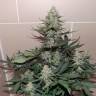 Качественные семена конопли Auto Sweet Trainwreck feminised Ganja Seeds Качественные семена конопли Auto Sweet Trainwreck feminised Ganja Seeds