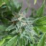 Vertigo feminised Ganja Seeds Vertigo feminised Ganja Seeds