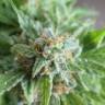 Vertigo feminised Ganja Seeds купить смена каннабиса в России Vertigo feminised Ganja Seeds купить смена каннабиса в России