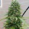 Vertigo feminised Ganja Seeds Vertigo feminised Ganja Seeds