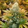 купить семена конопли Auto Banana Punch feminised Ganja Seeds купить семена конопли Auto Banana Punch feminised Ganja Seeds