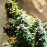 семена конопли белый русский Auto White Russian XXL feminised семена конопли белый русский Auto White Russian XXL feminised