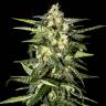 Auto Kronos feminised GanjaVIP Seeds Auto Kronos feminised GanjaVIP Seeds