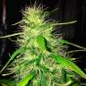 Auto Kronos feminised GanjaVIP Seeds Auto Kronos feminised GanjaVIP Seeds