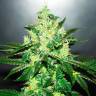 Auto Kronos feminised GanjaVIP Seeds Auto Kronos feminised GanjaVIP Seeds