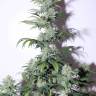 Big Kush feminised Dinafem Seeds Big Kush feminised Dinafem Seeds
