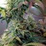 Big Kush feminised Dinafem Seeds Big Kush feminised Dinafem Seeds