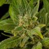 семена конопли почтой Auto Fruit feminised Dinafem Seeds семена конопли почтой Auto Fruit feminised Dinafem Seeds
