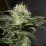 семена конопли с доставкой Sapphire OG feminised Humboldt Seeds семена конопли с доставкой Sapphire OG feminised Humboldt Seeds