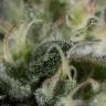 семена конопли интернет магазин Sapphire OG feminised Humboldt Seeds семена конопли интернет магазин Sapphire OG feminised Humboldt Seeds