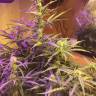 хорошие семена конопли Blue Mystic feminised Nirvana Seeds хорошие семена конопли Blue Mystic feminised Nirvana Seeds