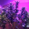 семена конопли курьером Blue Mystic feminised Nirvana Seeds семена конопли курьером Blue Mystic feminised Nirvana Seeds