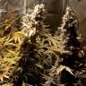 семена культурной конопли купить Original White Widow feminised Paradise Seeds семена культурной конопли купить Original White Widow feminised Paradise Seeds