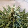 семена индийской конопли White Widow feminised Royal Queen семена индийской конопли White Widow feminised Royal Queen