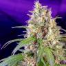 Семена конопли Auto Crystal Candy feminised Ganja Seeds Семена конопли Auto Crystal Candy feminised Ganja Seeds