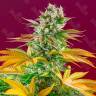 Gorilla Girl feminised Ganja Seeds Gorilla Girl feminised Ganja Seeds