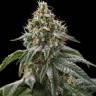 Gorilla Girl feminised Ganja Seeds Gorilla Girl feminised Ganja Seeds