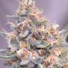 Gorilla Girl feminised Ganja Seeds Gorilla Girl feminised Ganja Seeds
