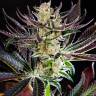 семена конопли сорта Auto Dos-Si-Dos feminised Ganja Seeds семена конопли сорта Auto Dos-Si-Dos feminised Ganja Seeds