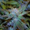 семена конопли для курения Green House Thai feminised семена конопли для курения Green House Thai feminised