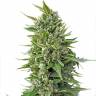Auto Magik feminised GanjaVIP Seeds Auto Magik feminised GanjaVIP Seeds
