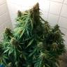 Auto Magik feminised GanjaVIP Seeds Auto Magik feminised GanjaVIP Seeds
