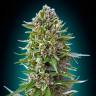 Auto Magik feminised GanjaVIP Seeds Auto Magik feminised GanjaVIP Seeds
