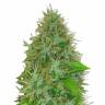 Auto Magik feminised GanjaVIP Seeds Auto Magik feminised GanjaVIP Seeds