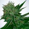 Auto Magik feminised GanjaVIP Seeds Auto Magik feminised GanjaVIP Seeds