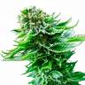 Auto Magik feminised GanjaVIP Seeds Auto Magik feminised GanjaVIP Seeds