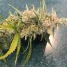 Auto Magik feminised GanjaVIP Seeds Auto Magik feminised GanjaVIP Seeds