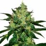Auto Magik feminised GanjaVIP Seeds Auto Magik feminised GanjaVIP Seeds