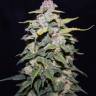 Blue Cheese feminised Dinafem Seeds Blue Cheese feminised Dinafem Seeds