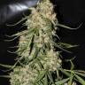 Auto Speed Devil regular Ganja Seeds Auto Speed Devil regular Ganja Seeds
