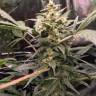 семена конопли Россия Auto Green Crack feminised Fast Buds