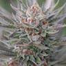качественные семена конопли Sapphire Scout feminised Humboldt Seeds