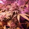 семена культурной конопли купить Bubblelicious feminised Nirvana Seeds