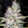 семена конопли недорого Tutankhamon feminised Pyramid Seeds семена конопли недорого Tutankhamon feminised Pyramid Seeds