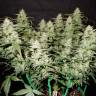 нужны семена конопли Auto Gorilla Glue CBD feminised Ganja Seeds нужны семена конопли Auto Gorilla Glue CBD feminised Ganja Seeds