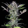 семена конопли польза Auto Gorilla Glue CBD feminised Ganja Seeds семена конопли польза Auto Gorilla Glue CBD feminised Ganja Seeds