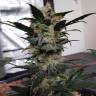 Auto Super Mazar feminised Ganja Seeds Auto Super Mazar feminised Ganja Seeds