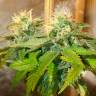 Auto Namor feminised GanjaVIP Seeds Auto Namor feminised GanjaVIP Seeds